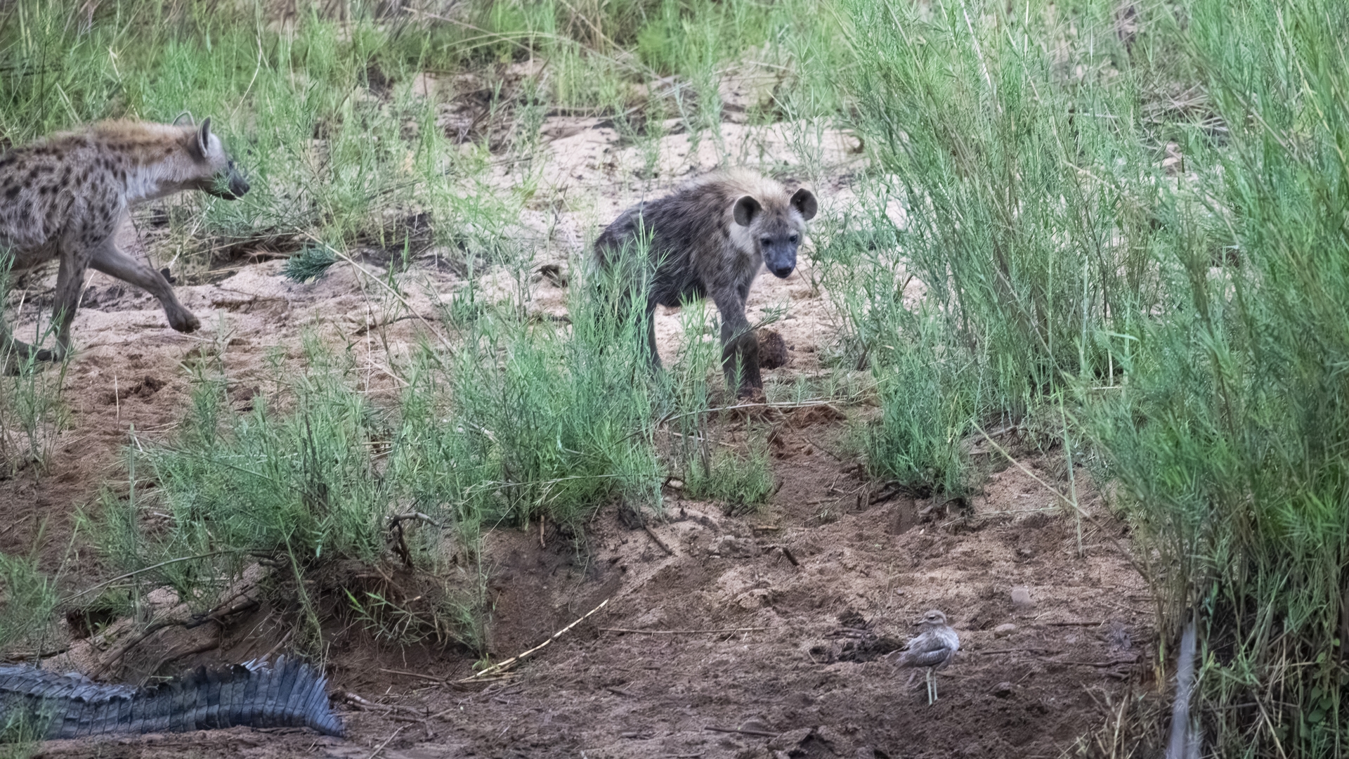 Kruger25 2025 10 31 06 07 50 ILCE 1M2 851